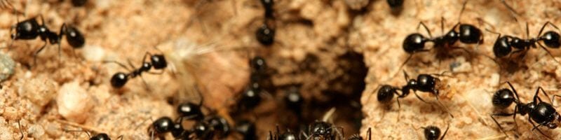 уничтожение муравьев обработка от муравьев